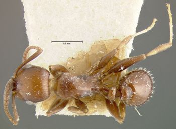 Media type: image;   Entomology 16368 Aspect: habitus dorsal view